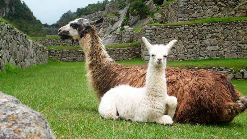 Machu Picchu con niños