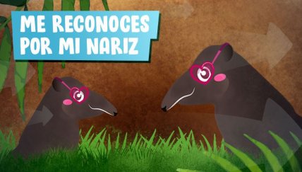 El tapir andino en seis datos interesantes