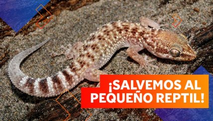 El gecko de Lima: ¡Nuestra lagartija endémica está en problemas!