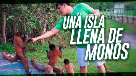 Conoce la “Isla de los monos”, el centro de protección animal más grande de Iquitos