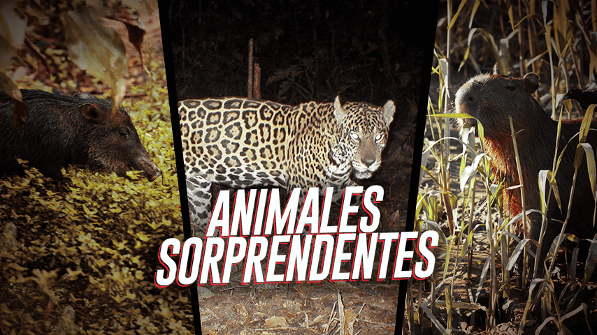 Estos son los animales que se esconden en nuestra Amazonía