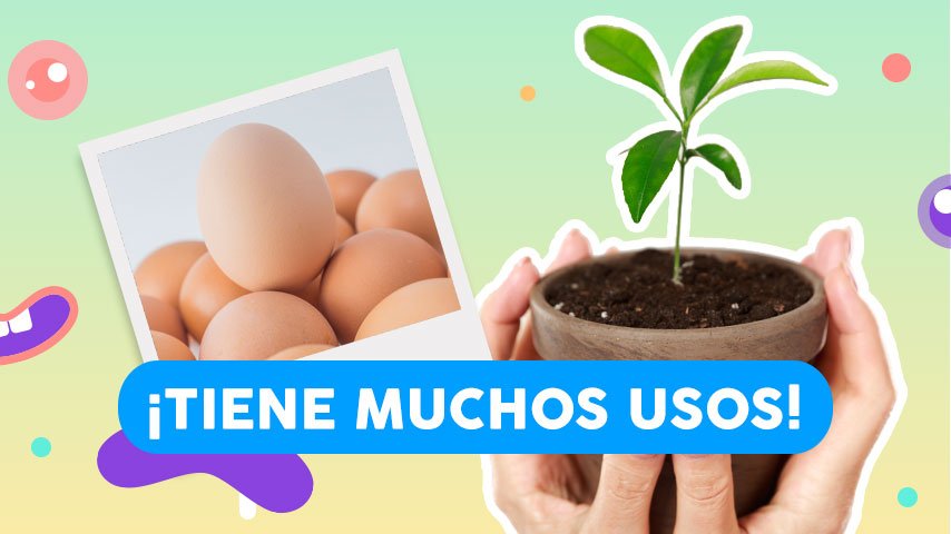 Utiliza las cáscaras de huevo para “alimentar” a tus plantas