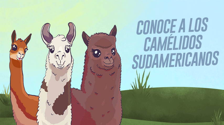 Estos son los camélidos sudamericanos que habitan en el Perú