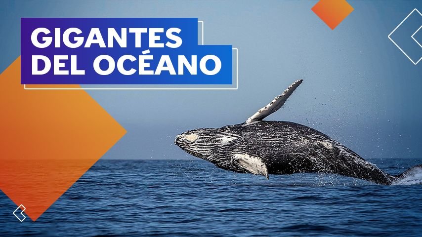 ¿Sabías que en el mar peruano hay ballenas jorobadas?