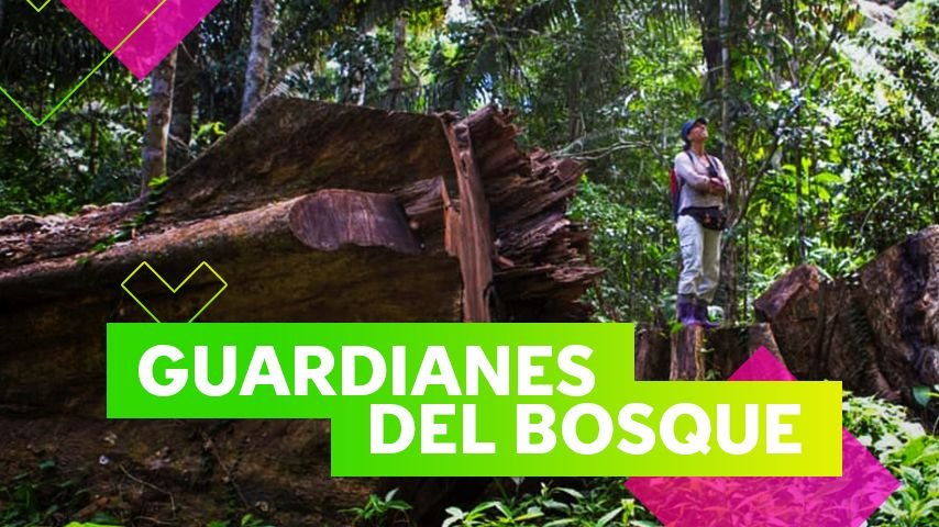 Tú puedes salvar los árboles de la selva peruana con Arbio