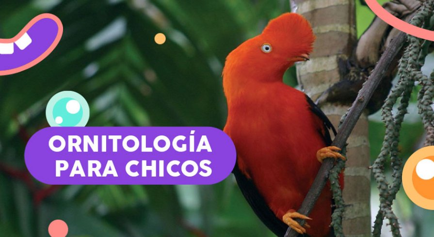 Conociendo nuestras aves: el proyecto educativo que tus hijos amarán