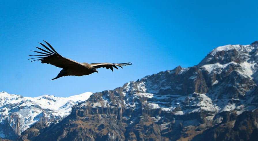 Volar sobre un cañon: El Valle del Colca