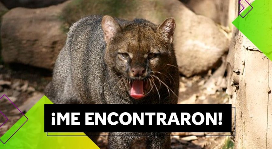 Conoce al yaguarundi, el imponente felino que acaba de ser visto en la selva de Puno