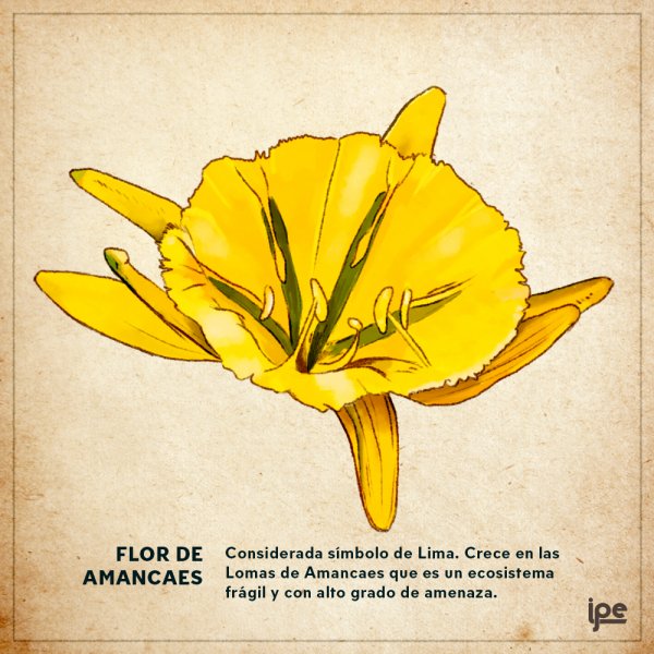 Estas son las flores más bonitas de todo el Perú
