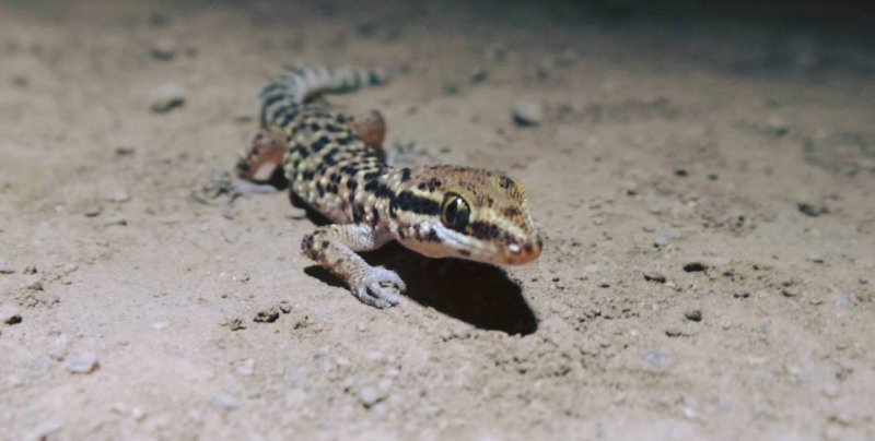 Gecko de Lima