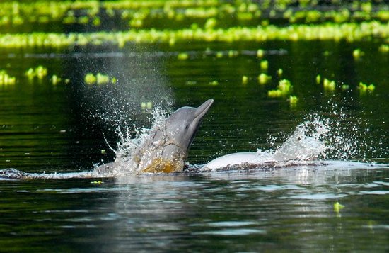 Delfín gris. Créditos de la foto: Internet