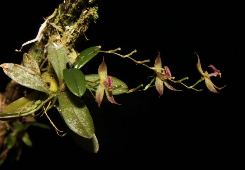 Orquídea peruana Andinia tingomariana